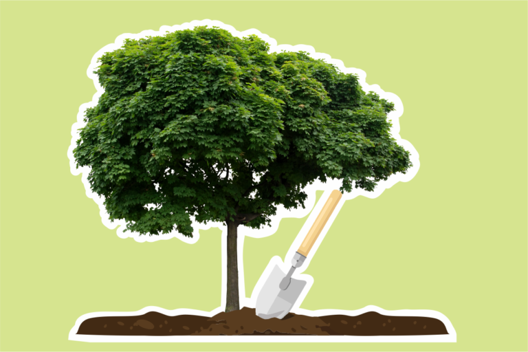 Расходы на благоустройство и озеленение в учёте учреждения | Ваш ...